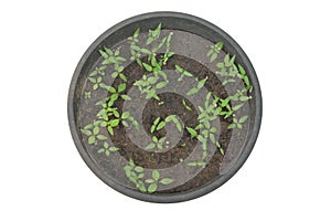 Newly emerged Chili sprouts growing in a plastic pot, the background isolated