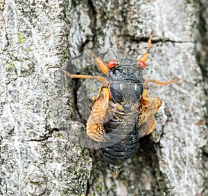 Newly Emerged Cicada with Unfurled Wet Wings