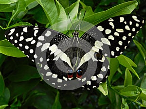 Newly emerged Citrus Swallowtail butterfly showing upper eyespots