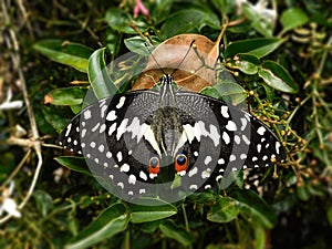 Newly emerged Citrus Swallowtail butterfly with warning eye spots.