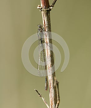 A newly emerged Common Blue Damselfly,  Enallagma cyathigerum, perching on a plant stem in spring in the UK.