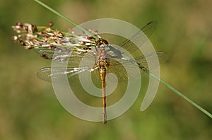 A newly emerged Common Darter Dragonfly, Sympetrum striolatum, perched on a reed.