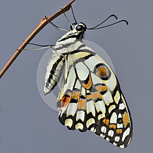 Newly emerged Common Lime butterfly