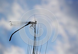 Newly emerged damselfly