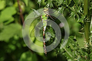 A newly emerged Emperor Dragonfly, Anax imperator, perching on a thistle.