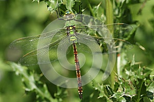 A newly emerged Emperor Dragonfly, Anax imperator, perching on a thistle.