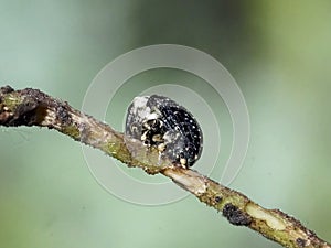 Figwort Weevil Cionus scrophulariae photo