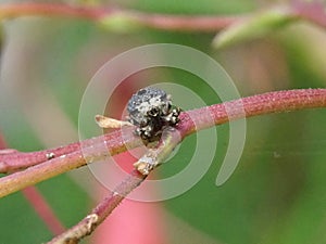 Figwort Weevil Cionus scrophulariae photo