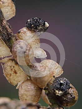 Figwort Weevil Cionus scrophulariae photo