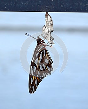 Newly emerged Gulf Fritillary butterfly