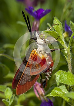 Newly Emerged Hummingbird Moth