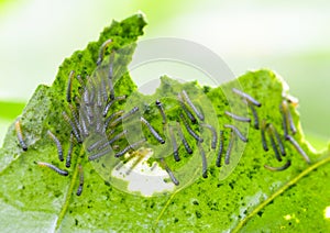 Newly emerged larvae of Cabbage white butterfly