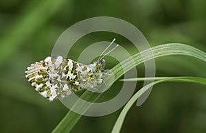 A newly emerged male Orange-tip Butterfly Anthocharis cardamines perched on a blade of grass.