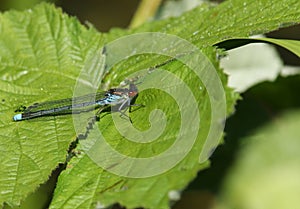 A newly emerged male Red-eyed Damselfly, Erythromma najas, perching on a bramble leaf in springtime.