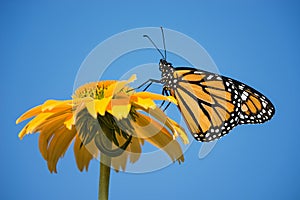 Newly emerged Monarch butterfly