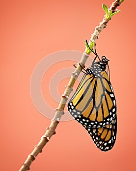 Newly Emerged Monarch butterfly