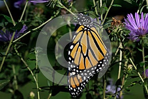 Newly Emerged Monarch Butterfly