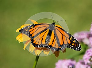 Newly emerged Monarch butterfly on coneflower