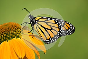 Newly emerged Monarch butterfly on coneflower