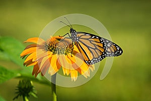 Newly emerged Monarch butterfly on coneflower