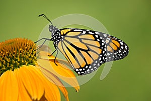 Newly emerged Monarch butterfly on coneflower photo