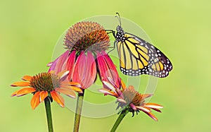 Newly emerged Monarch butterfly on coneflowers