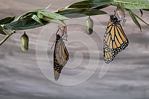 Newly emerged Monarch Butterfly dries wings on Chrysalis teal blue background photo