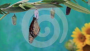 Newly emerged Monarch Butterfly dries wings on Chrysalis teal blue background