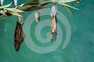 Newly emerged Monarch Butterfly dries wings on Chrysalis teal blue background