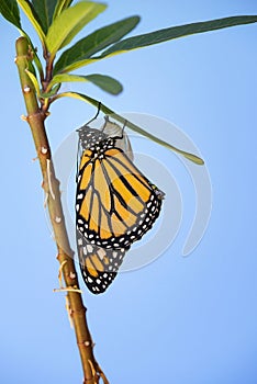 Newly Emerged Monarch Butterfly on Milkweed