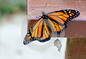 Newly emerged monarch butterfly about to fly for first time photo