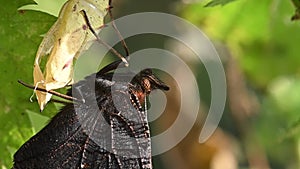 Newly emerged peacock butterfly resting on empty cocoon and rolling proboscis