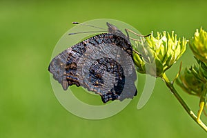 Newly emerged peacock butterfly resting on a white flower