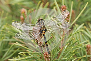 A newly emerged rare White-faced Darter Dragonfly Leucorrhinia dubia perched on a pine tree.