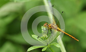 A newly emerged Ruddy Darter Dragonfly Sympetrum sanguineum perching on a plant.