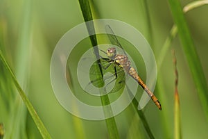 A newly emerged Ruddy Darter Dragonfly, Sympetrum sanguineum, perching on a reed at the edge of a pond.