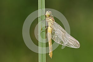 A newly emerged Ruddy Darter Dragonfly, Sympetrum sanguineum, perching on a reed at the edge of water.