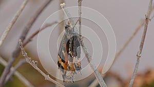 Newly emerged small tortoiseshell butterfly Aglais urticae