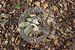 A newly fallen green leaf on dry leaves covered forest ground