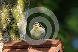 Newly fledged blue tit parus caeruleus on nestbox