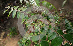 Newly form Immature Curry tree leaflets growing from the stem