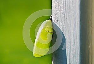 A newly formed monarch butterfly chrysalis