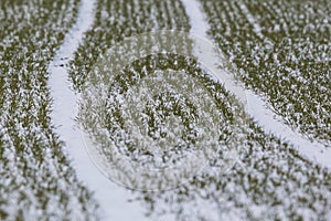 Newly furrowed farmland with snow in winter, green grass