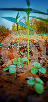 Newly germinated seeds with two cotyledons.