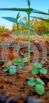 Newly germinated seeds with two cotyledons.