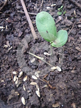 Newly grow sprout from melon seed