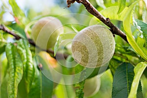 Newly Grown Peaches in Farm