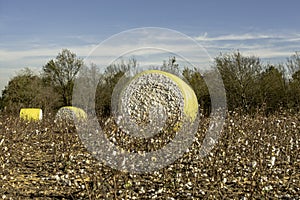 Newly harvested cotton field with three bales