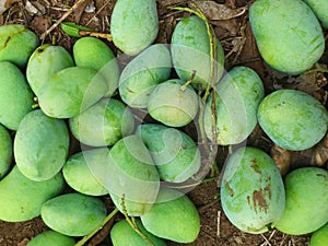 Newly Harvested Mangoes (Mango)