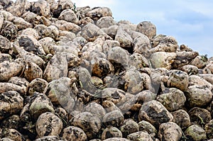 Newly harvested sugar beets in a heap from close